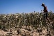 Un agriculteur italien inspecte un champ de tourne - © AFP/Archives