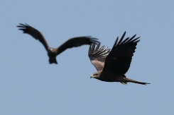 Des rapaces migrent par le "goulot d’étranglement de Batoumi", formé par la mer Noire et les montagnes du Caucase, le 23 septembre 2026 à Sakhalvasho, en Géorgie - © AFP - Giorgi ARJEVANIDZE Des rapaces migrent par le "goulot d’étranglement de Batoumi", formé par la mer Noire et les montagnes du Caucase, le 23 septembre 2026 à Sakhalvasho, en Géorgie - © AFP - Giorgi ARJEVANIDZE
