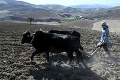 Un agriculteur laboure avec des boeufs un champ destiné à la culture du pavot dans la province du Badakhshan, le 18 octobre 2026 en Afghanistan - © AFP - STR Un agriculteur laboure avec des boeufs un champ destiné à la culture du pavot dans la province du Badakhshan, le 18 octobre 2026 en Afghanistan - © AFP - STR
