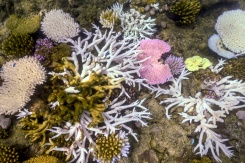 Du corail blanchi ou mort près de l'île Lizard, sur la Grande barrière de corail, en Australie, le 5 avril 2024 - © AFP/Archives - DAVID GRAY