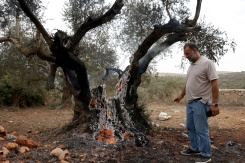 Un Palestinien regarde un olivier incendié près de Ramallah, en Cisjordanie, le 16 octobre 2026 - © AFP - AHMAD GHARABLI
