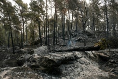 Une zone brûlée par un incendie dans la forêt de Fontainebleau, à Noisy-sur-École, le 14 juillet 2026 en Seine-et-Marne - © AFP - Dimitar DILKOFF