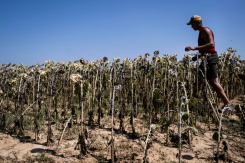 Un agriculteur italien inspecte un champ de tournesols grillée par la chaleur à Bene Vagienna, un village près de Cuneo, dans le nord-ouest de l'Italie, le 6 août 2026 - © AFP/Archives - Marco Bertorello
