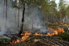 Un incendie dans la forêt de Fontainebleau, le 14 juillet 2026 à Noisy-sur-Ecole, en Seine-et-Marne - © AFP - Dimitar DILKOFF