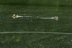 Des canards nagent au milieu d'une prolifération d'algues dans le bassin réfléchissant du Lincoln Memorial, dont la peinture s'est écaillée, le 20 juin 2026 à Washington - © AFP - Ken Cedeno Des canards nagent au milieu d'une prolifération d'algues dans le bassin réfléchissant du Lincoln Memorial, dont la peinture s'est écaillée, le 20 juin 2026 à Washington - © AFP - Ken Cedeno