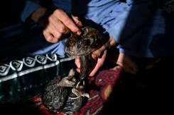 Un agriculteur montre de l'opium brut dans sa maison de la province du Badakhshan, le 11 octobre 2026 en Afghanistan - © AFP - STR Un agriculteur montre de l'opium brut dans sa maison de la province du Badakhshan, le 11 octobre 2026 en Afghanistan - © AFP - STR