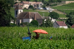 Un vigneron protégé du soleil sous un parasol travaille dans les vignes de Bourgogne, à Gevrey-Chambertin, le 28 mai 2026 en Côte d'Or, pendant une vague de chaleur en France - © AFP - ARNAUD FINISTRE Un vigneron protégé du soleil sous un parasol travaille dans les vignes de Bourgogne, à Gevrey-Chambertin, le 28 mai 2026 en Côte d'Or, pendant une vague de chaleur en France - © AFP - ARNAUD FINISTRE