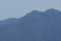 Des rapaces migrent par le "goulot d’étranglement de Batoumi", formé par la mer Noire et les montagnes du Caucase, le 23 septembre 2026 à Sakhalvasho, en Géorgie - © AFP - Giorgi ARJEVANIDZE Des rapaces migrent par le "goulot d’étranglement de Batoumi", formé par la mer Noire et les montagnes du Caucase, le 23 septembre 2026 à Sakhalvasho, en Géorgie - © AFP - Giorgi ARJEVANIDZE