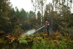 Un pompier arrose de la végétation pour empêcher les reprises de feu, le 16 août 2026 à Luglon, dans les Landes  - © AFP - Gaizka IROZ