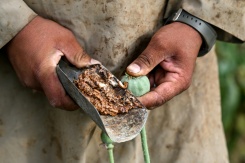 Un agriculteur récolte la sève de pavot dans un champ de la province du Badakhshan, le 22 juin 2026 en Afghanistan - © AFP - STR Un agriculteur récolte la sève de pavot dans un champ de la province du Badakhshan, le 22 juin 2026 en Afghanistan - © AFP - STR