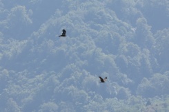 Des rapaces migrent par le "goulot d’étranglement de Batoumi", formé par la mer Noire et les montagnes du Caucase, le 23 septembre 2026 à Sakhalvasho, en Géorgie - © AFP - Giorgi ARJEVANIDZE Des rapaces migrent par le "goulot d’étranglement de Batoumi", formé par la mer Noire et les montagnes du Caucase, le 23 septembre 2026 à Sakhalvasho, en Géorgie - © AFP - Giorgi ARJEVANIDZE