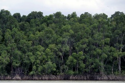 La forêt amazonienne près de Belém, dans l’État du Pará, au Brésil, le 13 novembre 2025 - © AFP/Archives - Pablo PORCIUNCULA La forêt amazonienne près de Belém, dans l’État du Pará, au Brésil, le 13 novembre 2025 - © AFP/Archives - Pablo PORCIUNCULA