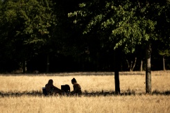 Un couple s'abrite sous un arbre pour pique-niquer au parc de Vincennes, le 11 juillet 2026 à Paris   - © AFP - Behrouz MEHRI