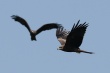 Des rapaces migrent par le "goulot d’étran - © AFP