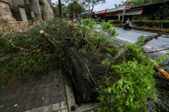 Un arbre déraciné sous l'effet du typhon Champi à Keelung, Taïwan, le 24 octobre 2026 - © AFP - I-Hwa Cheng Un arbre déraciné sous l'effet du typhon Champi à Keelung, Taïwan, le 24 octobre 2026 - © AFP - I-Hwa Cheng