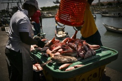 Déchargement de poissons au port de Panama, le 23 septembre 2026 - © AFP - MARTIN BERNETTI Déchargement de poissons au port de Panama, le 23 septembre 2026 - © AFP - MARTIN BERNETTI