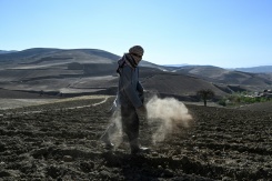 Un agriculteur sème des graines de pavot dans un champ de la province du Badakhshan, le 18 octobre 2026 en Afghanistan - © AFP - STR Un agriculteur sème des graines de pavot dans un champ de la province du Badakhshan, le 18 octobre 2026 en Afghanistan - © AFP - STR