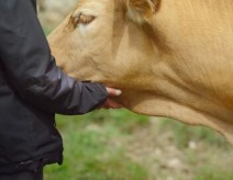 L'abattoir idéal, une histoire d'éleveurs