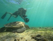 Dugong blues, les dernières sirènes de Mayotte