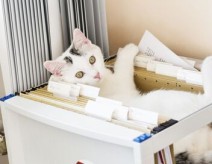 Les 100 vidéos qui ont fait rire le monde entier